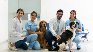 Dry Ice in Veterinary Care: How It Supports Animal Health